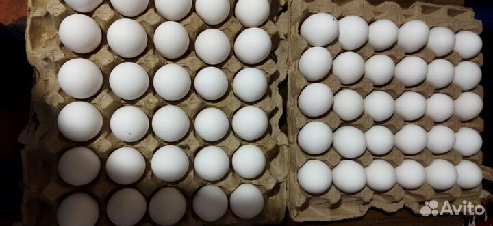 Инкубационное яйцо леггорн