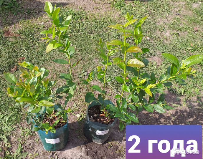 Голубика саженцы