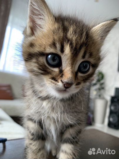 Котенок породам