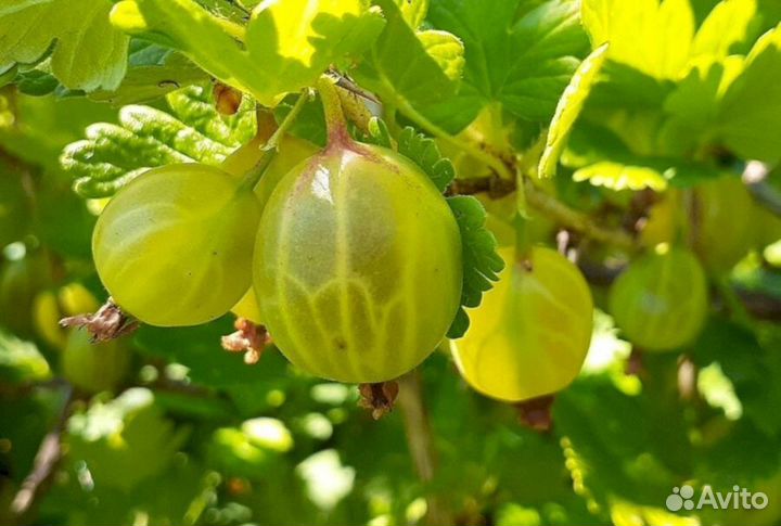 Саженцы крыжовника Нежный