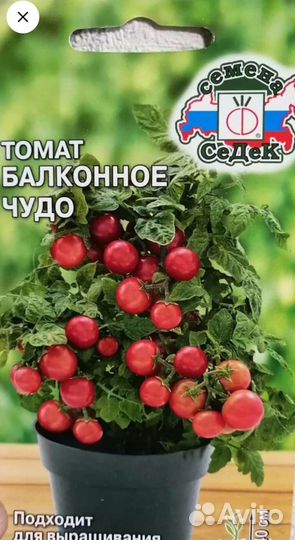 Рассада помидор, Балконное чудо, Томаты для дома