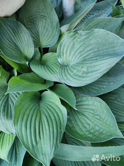 Хоста и примулы