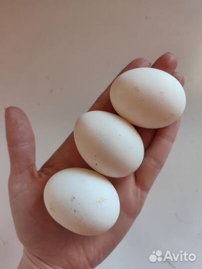 Домашние куриные яйца