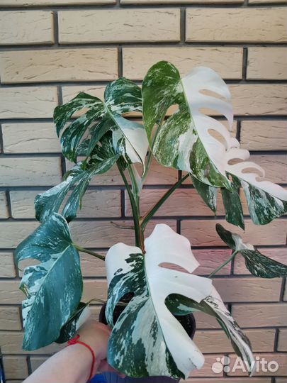 Монстера вариегатная Альба