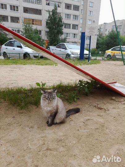Потерялась кошка