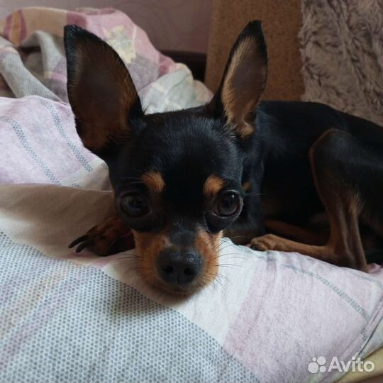 Вязка той терьера