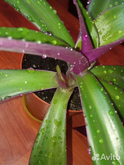 Традесканция рео