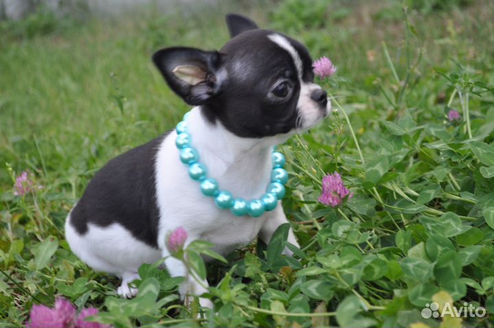 Шикарный мальчик