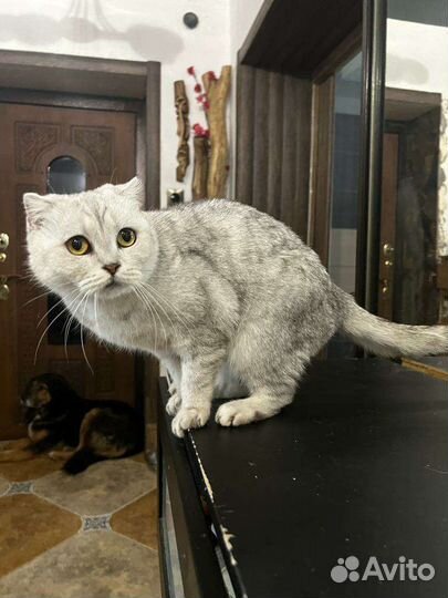 Котик в добрые руки