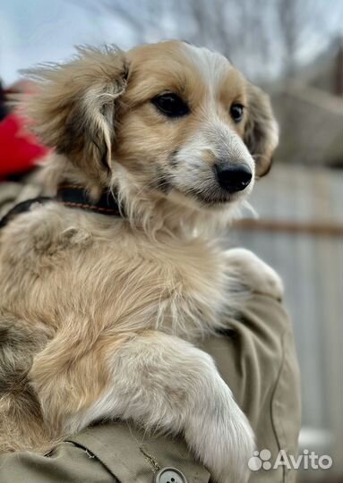 Щенок в поиске дома