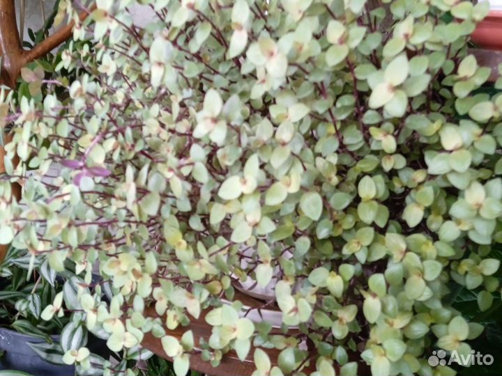 Коллизия жёлтая большие кустики