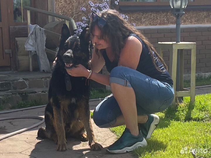 Зооняня.Посещение кошки/выгул собаки