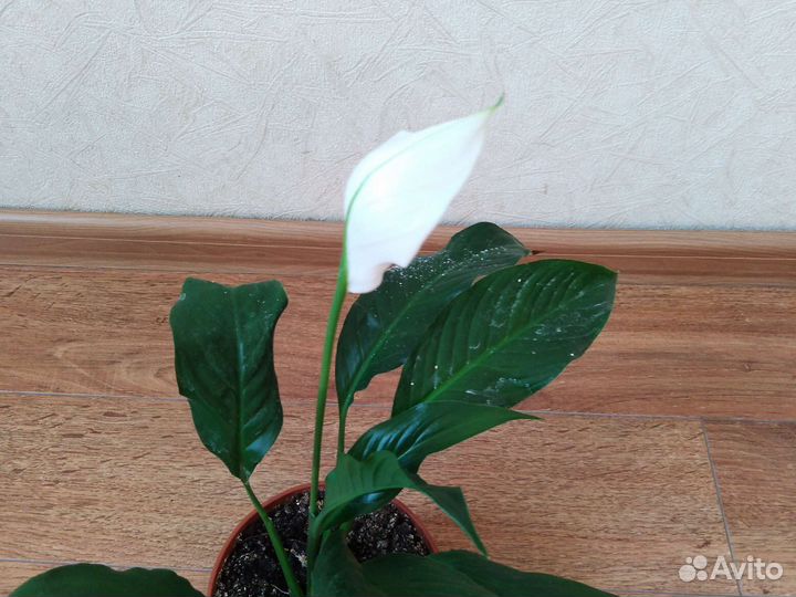 Спатифиллум