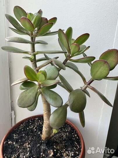 Толстянка (денежное дерево)