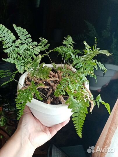 Сансевиерия. Папоротники. Драцена. Сциндапсус