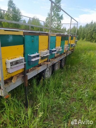 Целебный липовый натуральный мёд