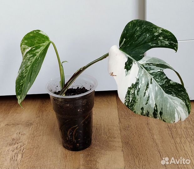 Монстера альба