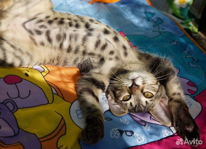 Ласковый котенок в добрые руки