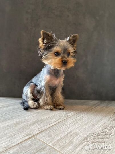 Услуги грумера