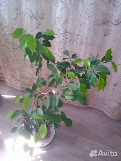 Фикус бенджамина