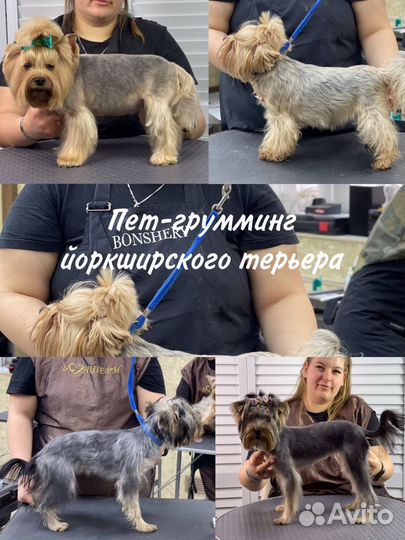 Стрижка для собак и кошек
