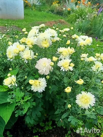 Хризантема, гейхера