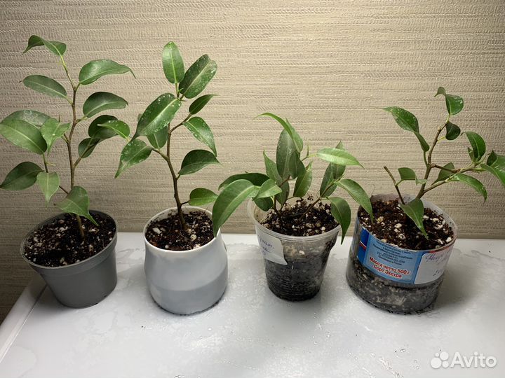 Кодиеум,антуриум,филодендрон,фикус