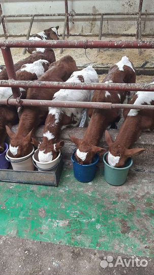 Бычки на откорм