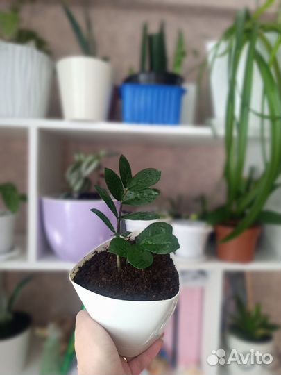 Замиокулькас