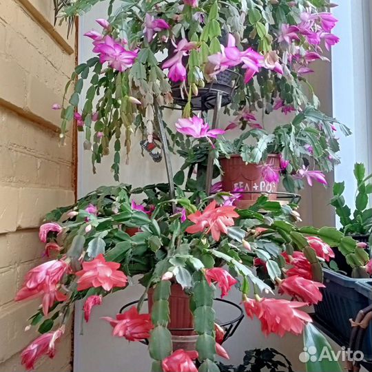 Декабрист розовый и алый