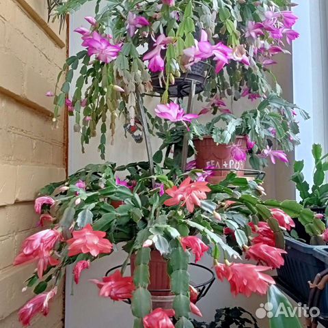 Декабрист розовый и алый