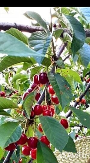 Яйцо домашнее, Сок Тыквенный, Консервация