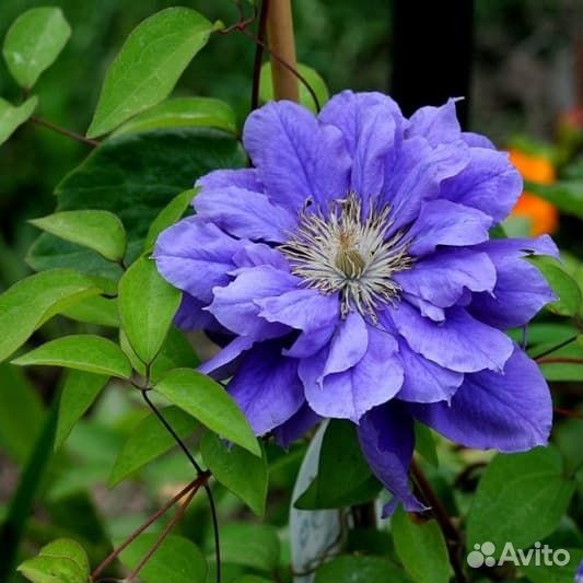 Клематис Kири Те Канава (1 саж.; 15-25 см)