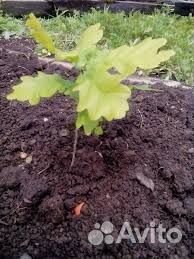 Саженцы дуб