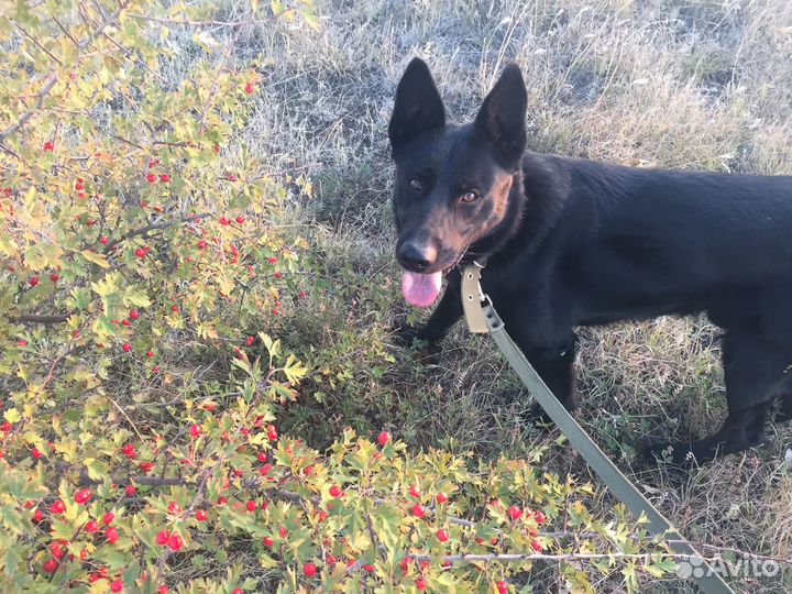 Собака бесплатно