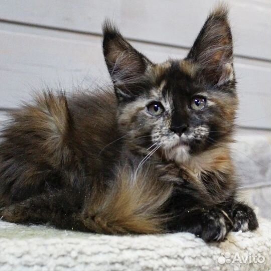 Мейн-кун девочка черепашка с документами