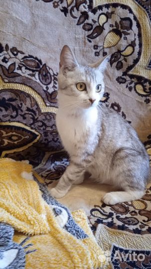 Красивая кошечка в добрые руки