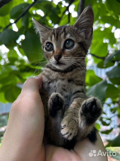 Котята