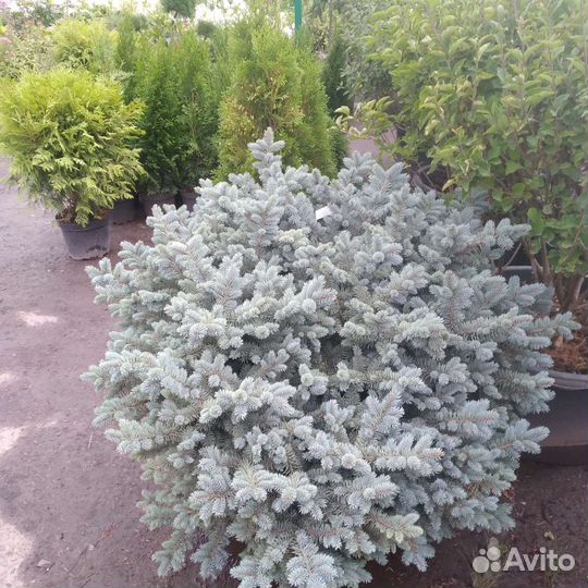 Ель голубая голобоза 6060