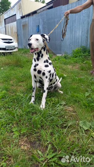 Метис далматина, общительная девочка