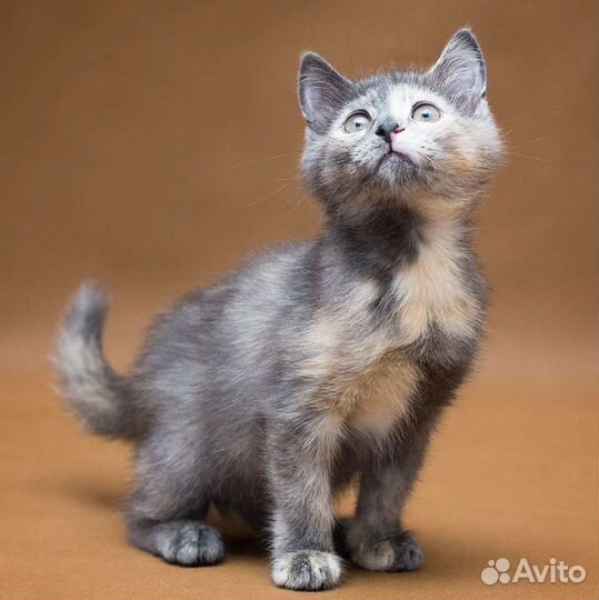 Котенок девочка в добрые руки