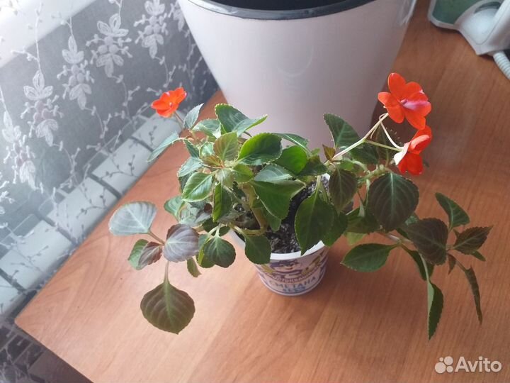 Комнатные цветы