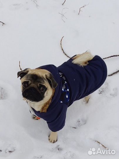 Мопс вязка мальчик