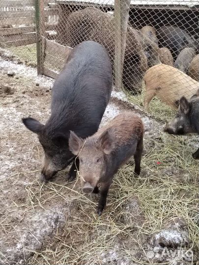 Дикий кабан