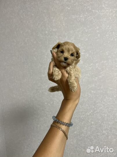 Мальтипу ф1 микро мальчик Корея