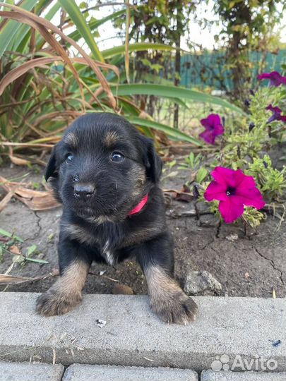 Щенки бесплатно