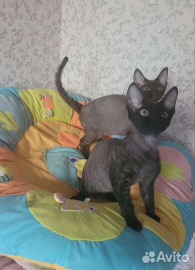 Девон-рекс котики