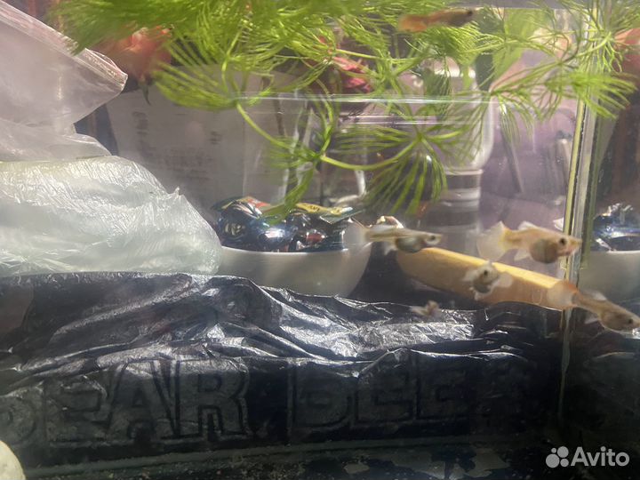 Аквариум с рыбками