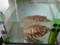 Красноухая черепаха+аквариум+фильтр+обогреватель