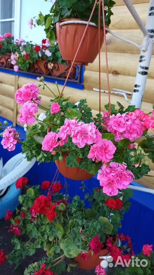 Пеларгония герань